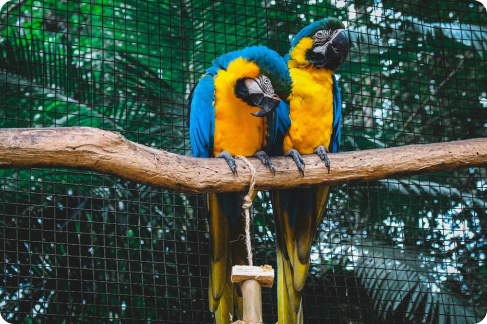 Visit Taronga Zoo